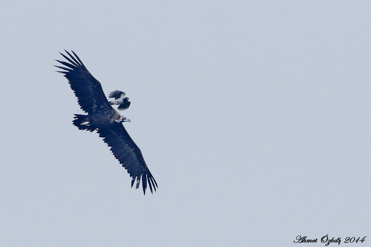 Cinereous Vulture