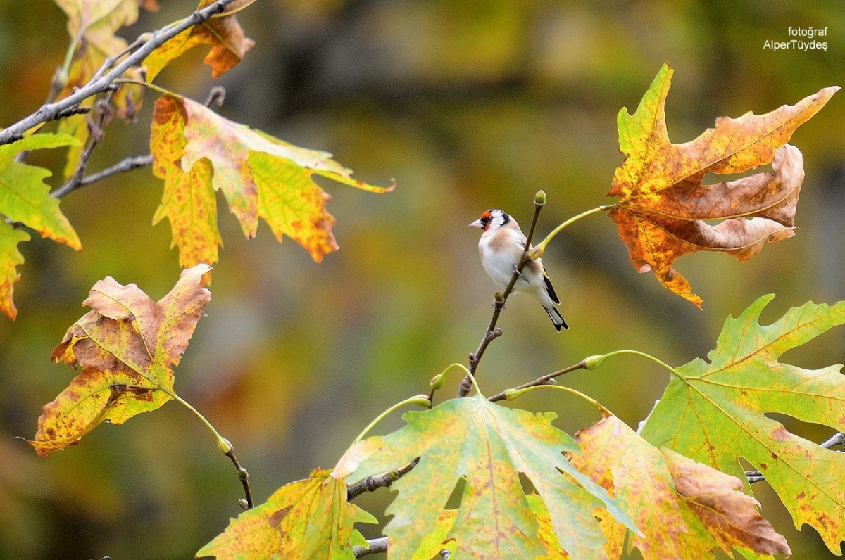 European Goldfinch