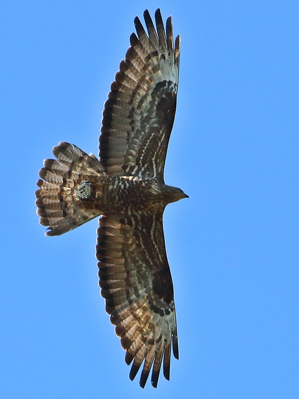 European Honey Buzzard