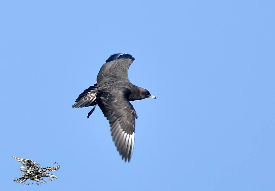 Pomarine Jaeger