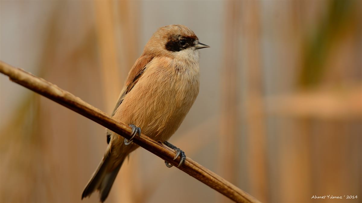 Eurasian Penduline Tit