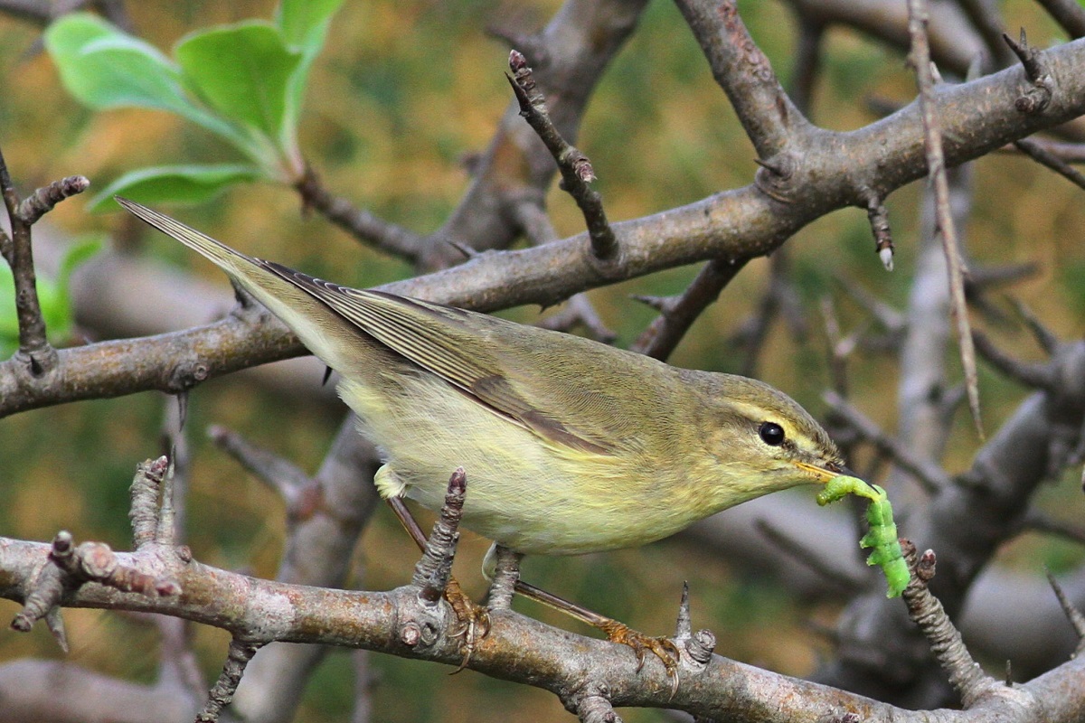Willow Warbler