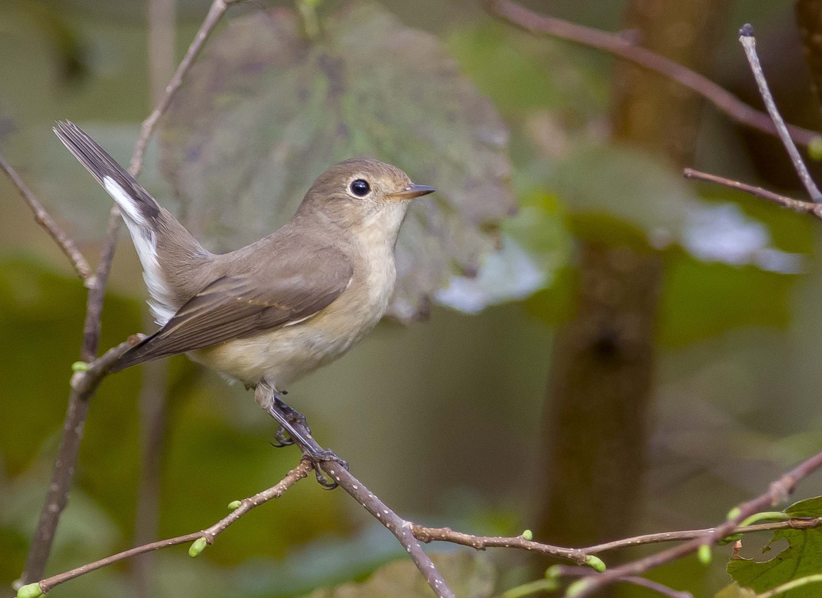 Red-breasted Flycatcher