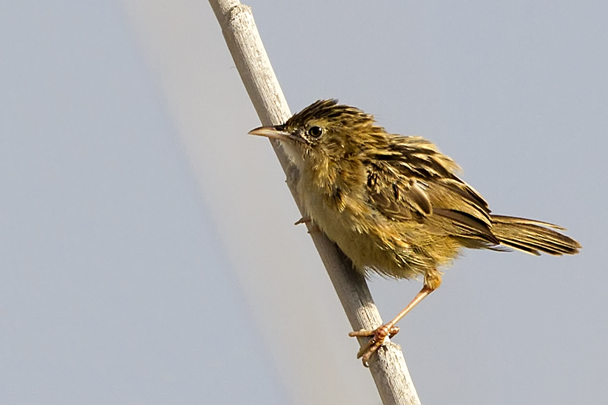 Zitting Cisticola