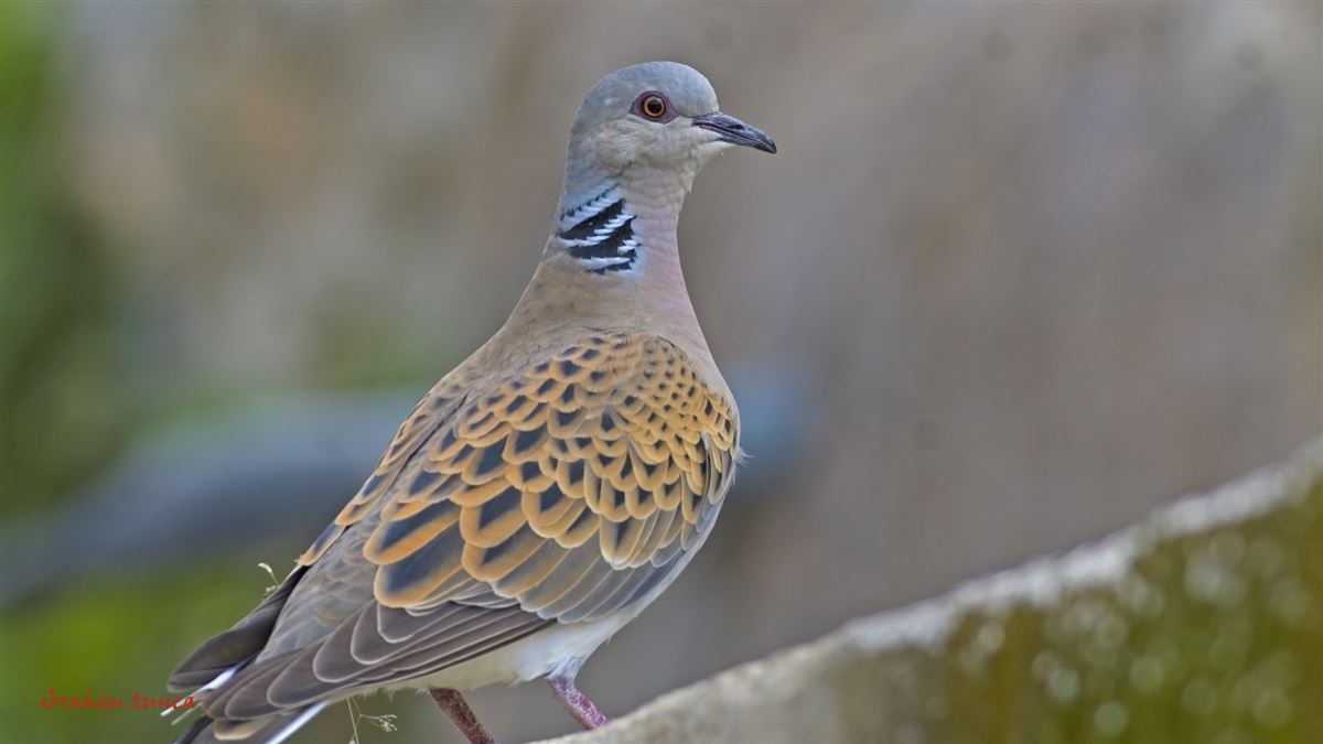 European Turtle Dove