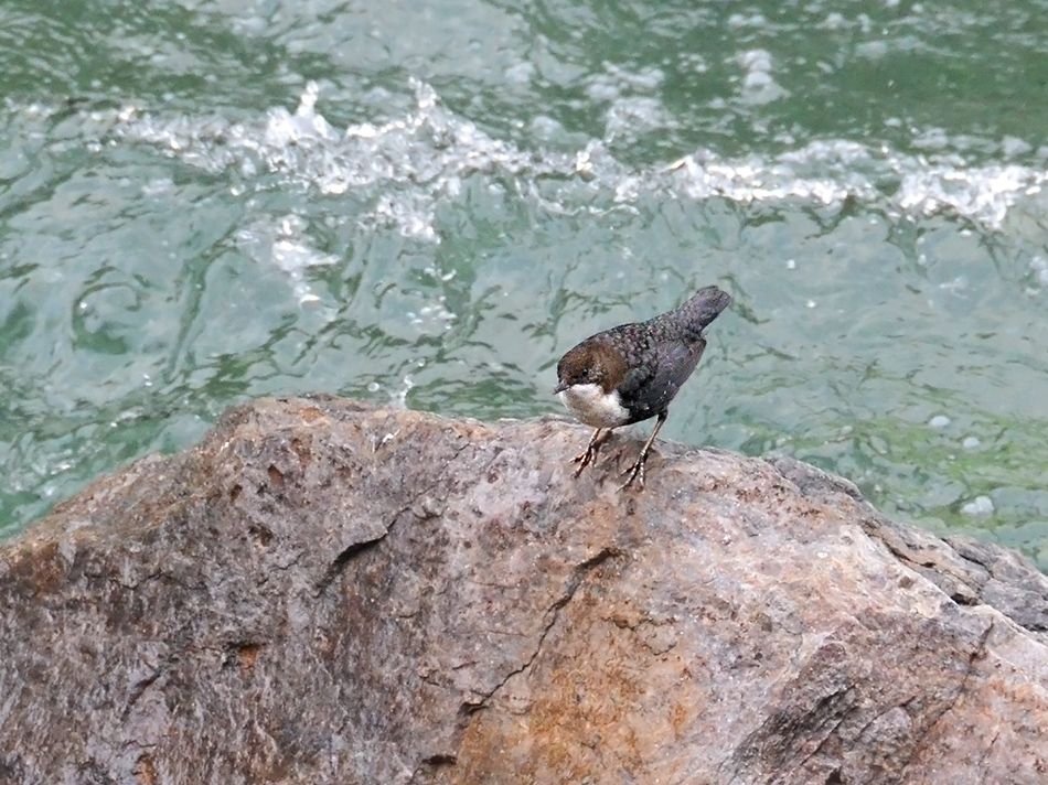 White-throated Dipper