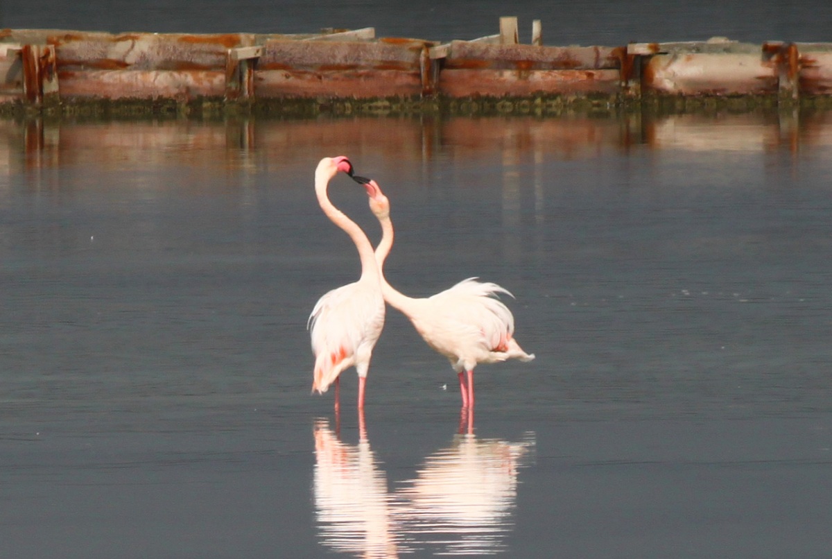 Flamingo
