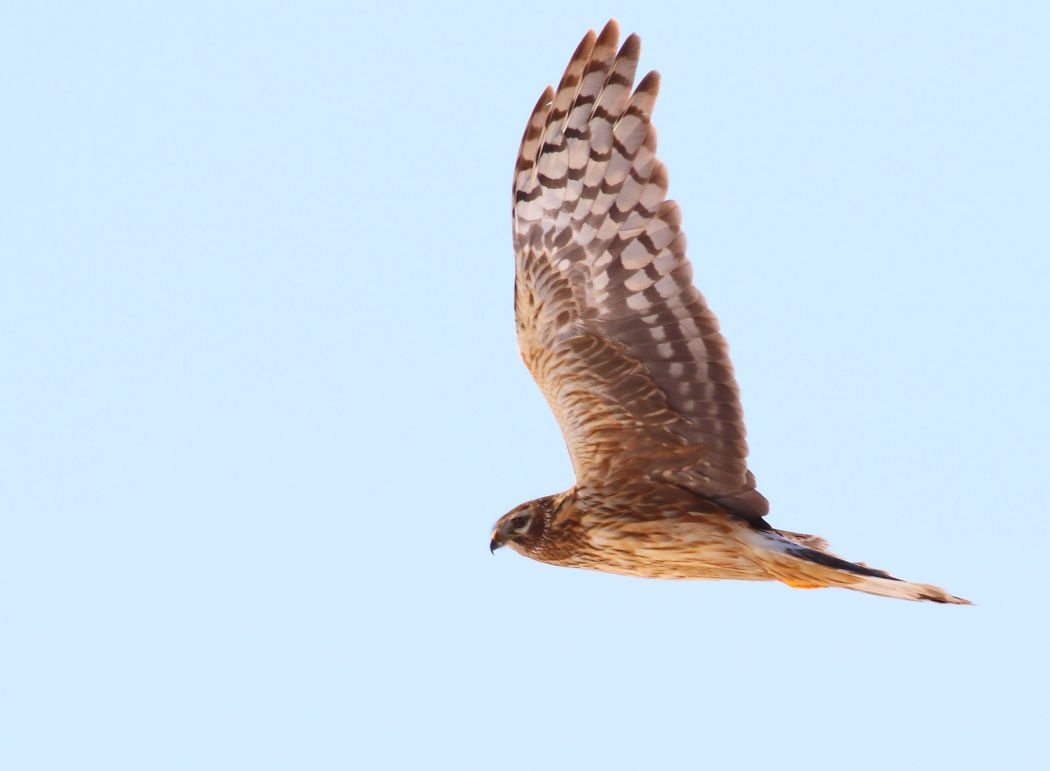 Hen Harrier
