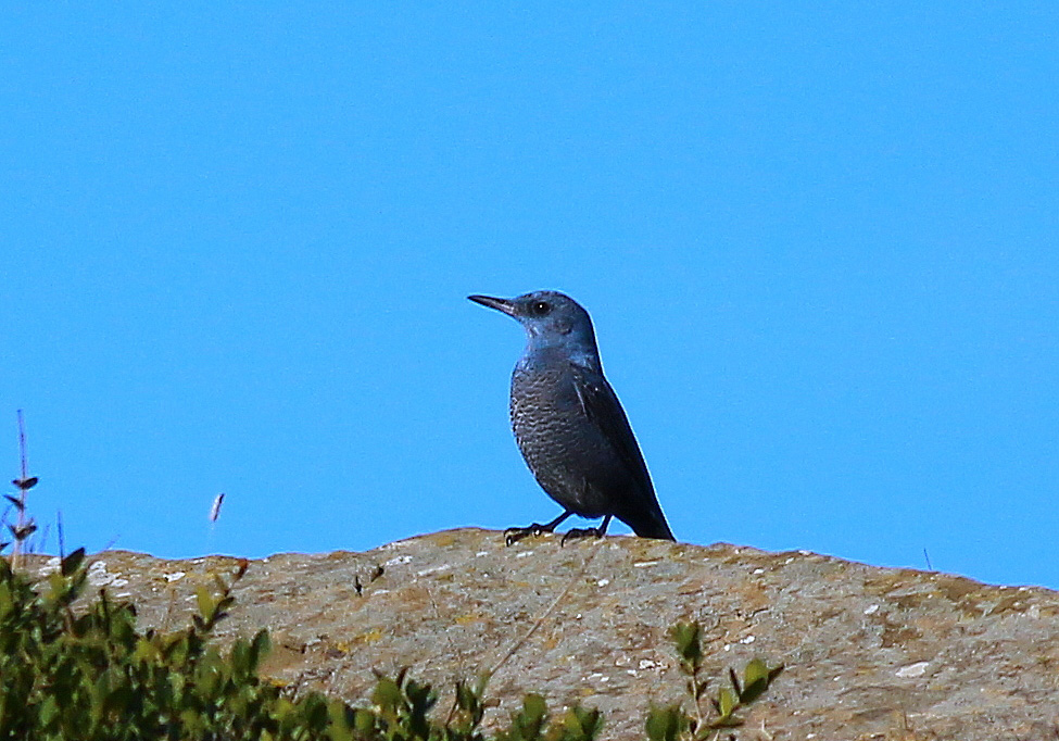 Blue Rock Thrush