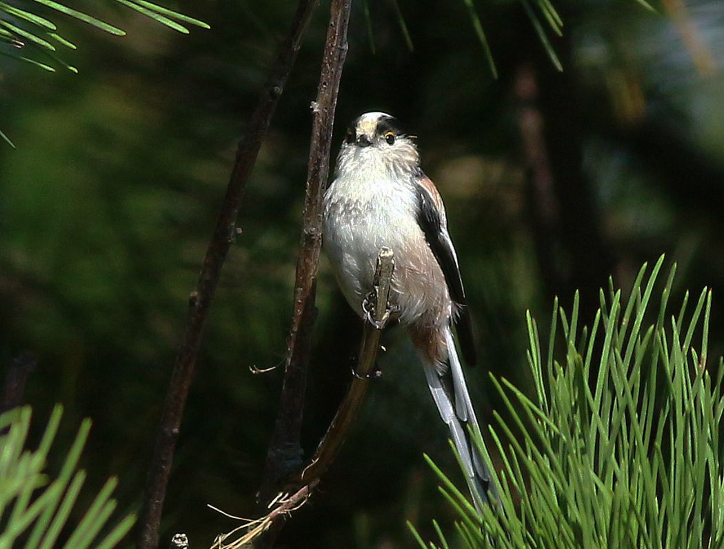 Long-tailed Tit