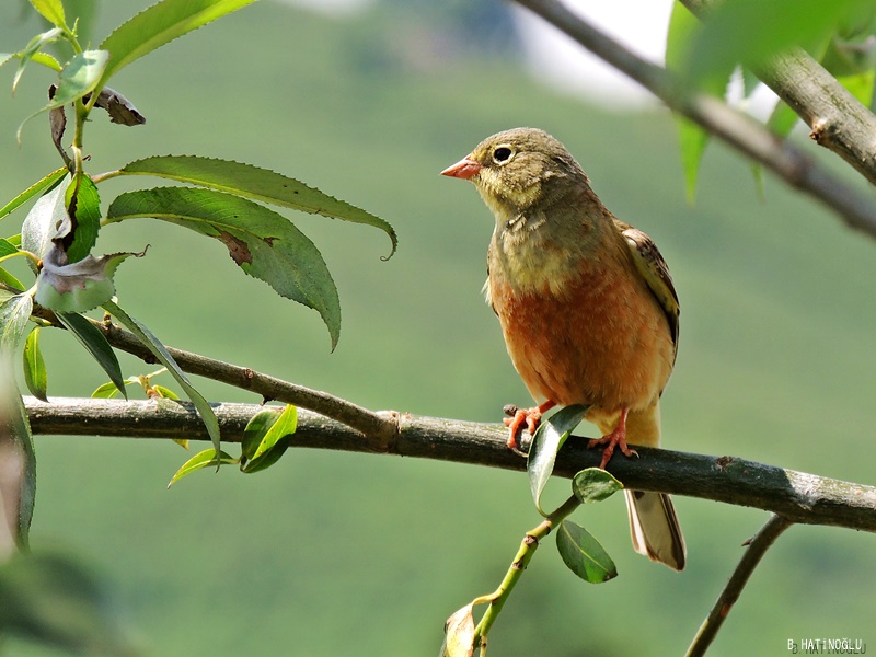 Ortolan Bunting