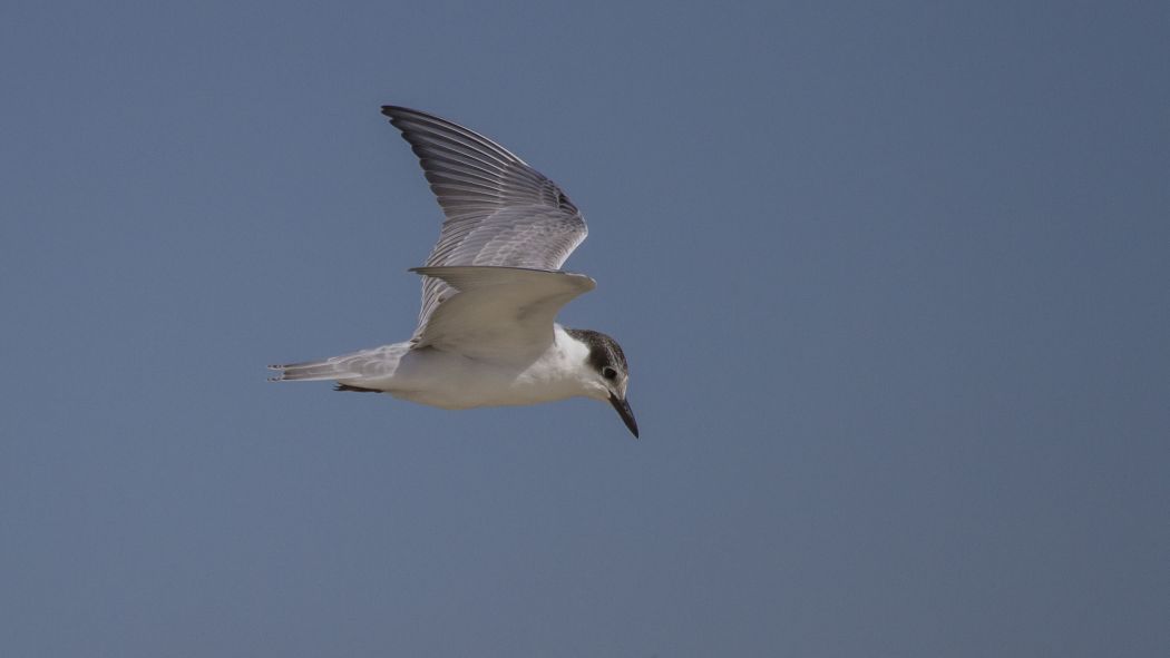 Whiskered Tern