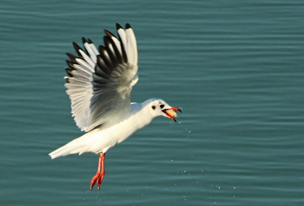 Black-headed Gull