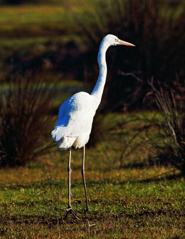 Great Egret