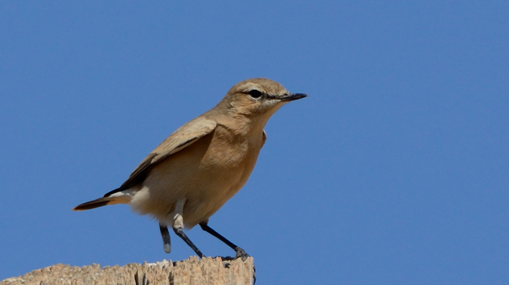 Isabelline Wheatear