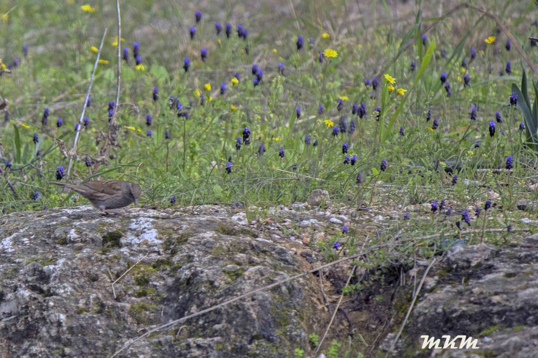 Dunnock