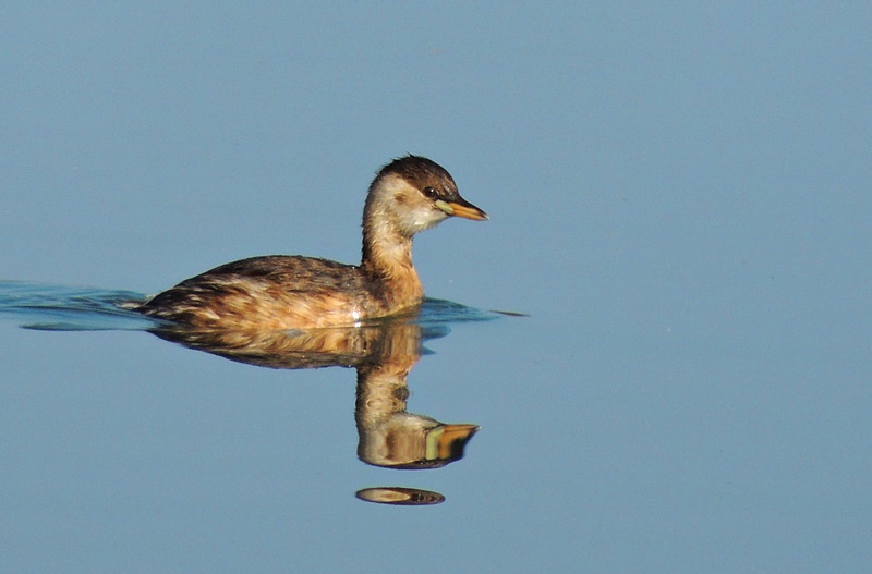 Little Grebe