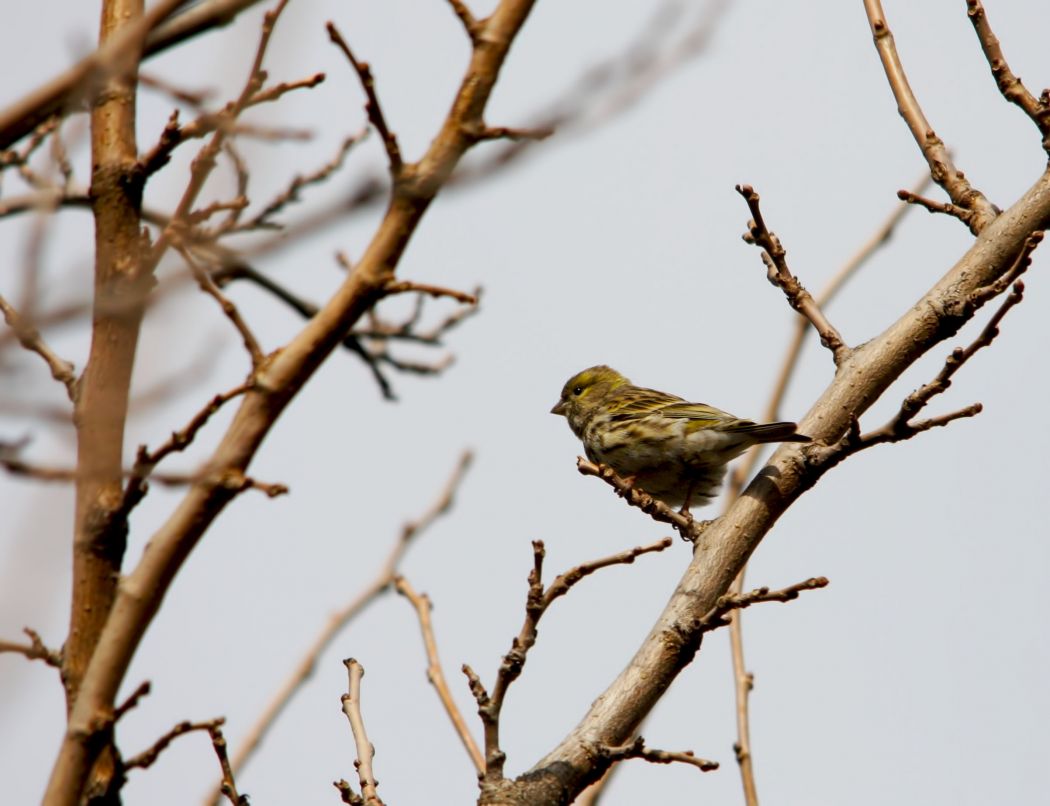 European Serin