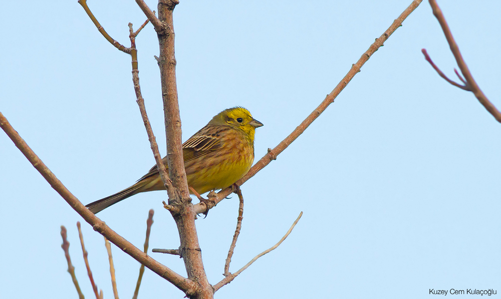 Yellowhammer