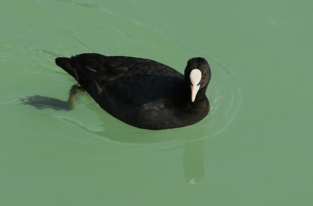 Eurasian Coot