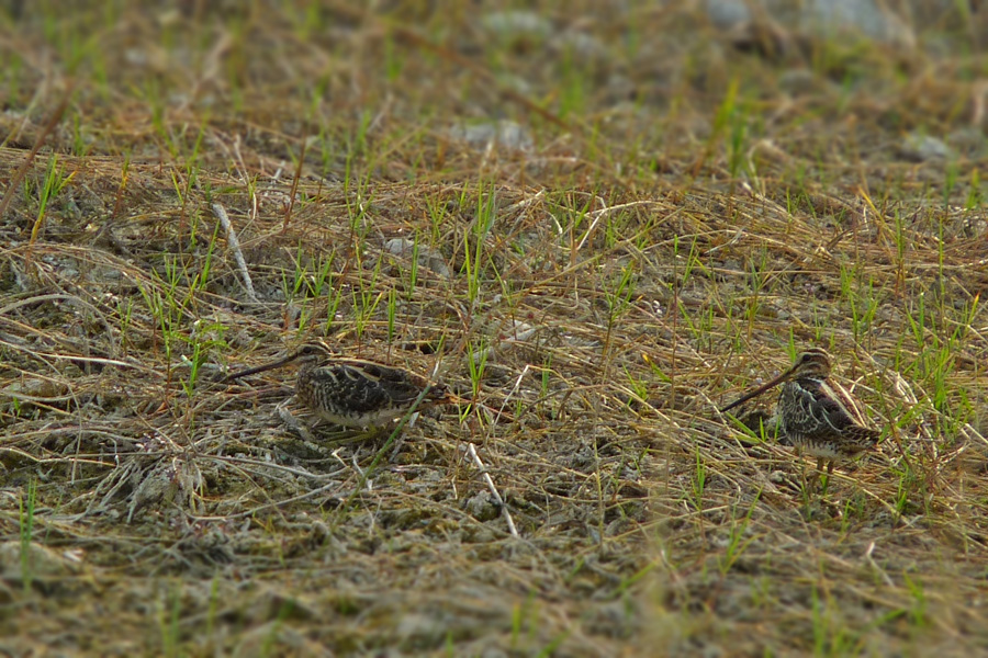 Common Snipe