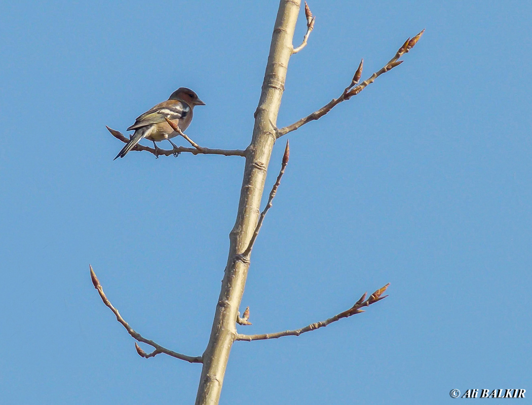 Eurasian Chaffinch