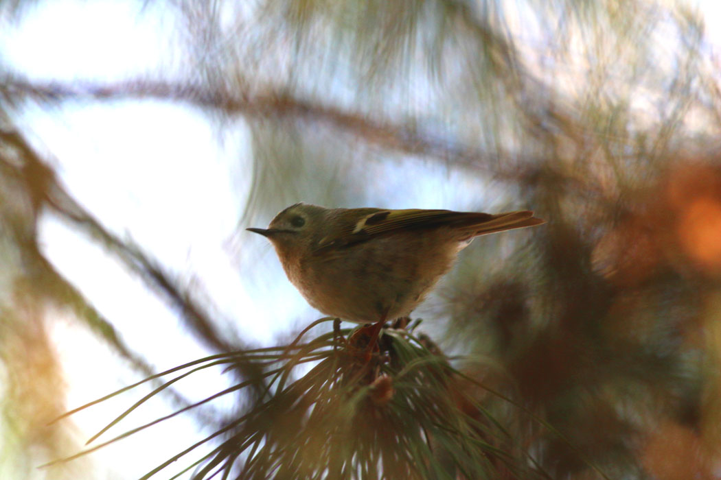 Goldcrest