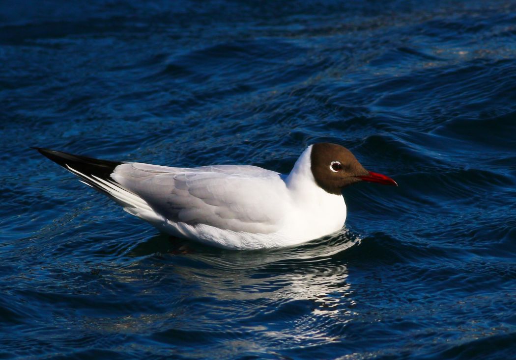 Black-headed Gull
