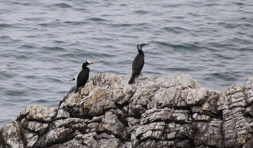 European Shag
