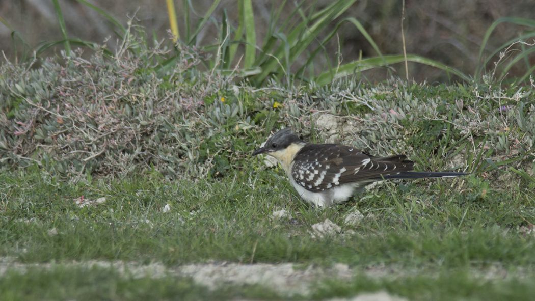 Great Spotted Cuckoo