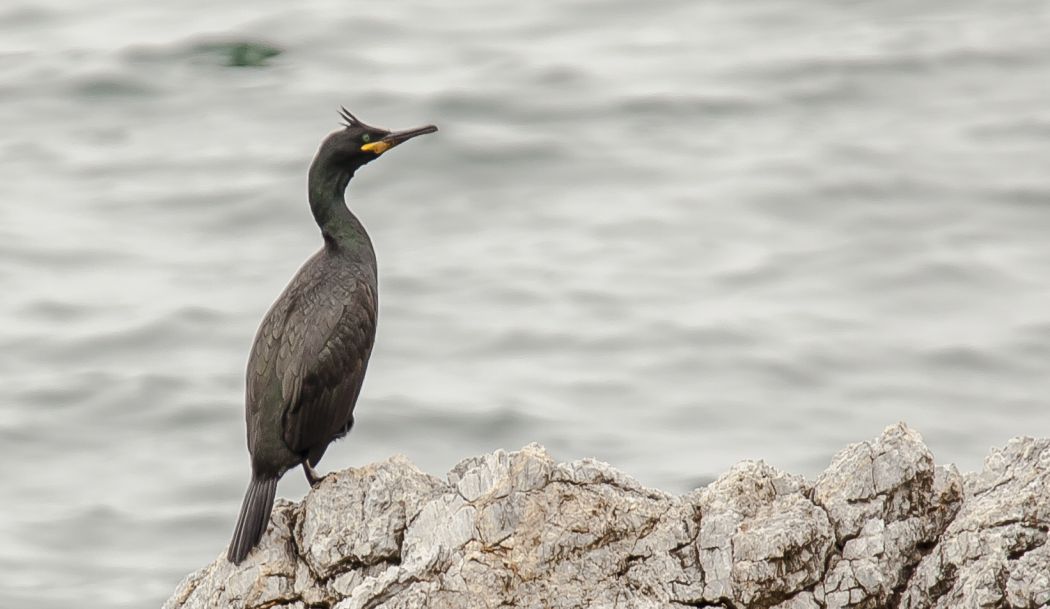 European Shag