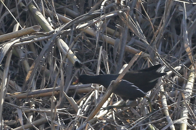 Common Moorhen