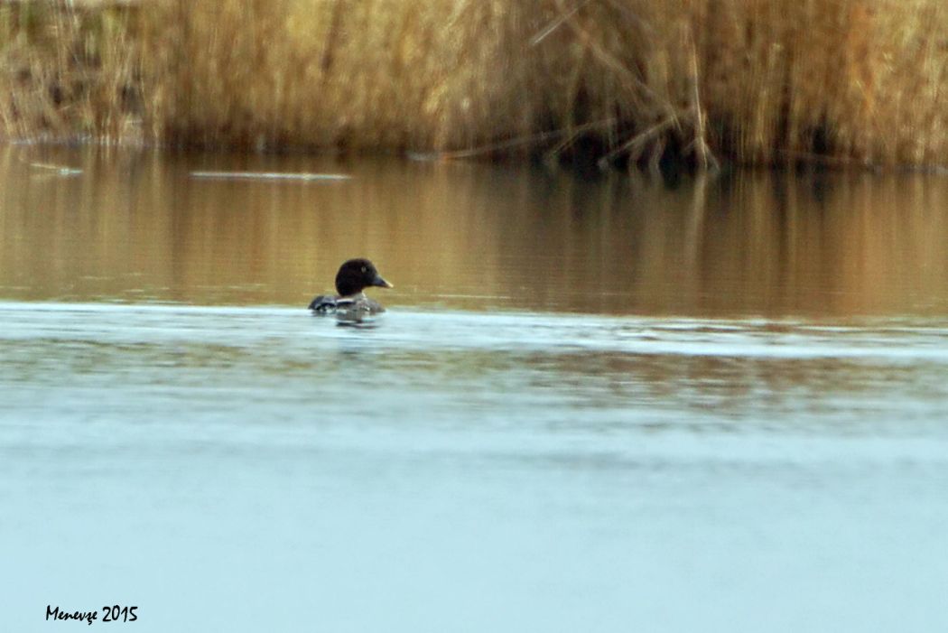 Common Goldeneye