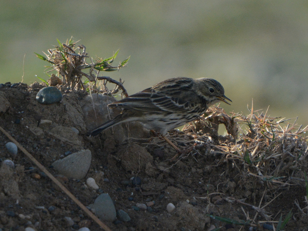 Meadow Pipit