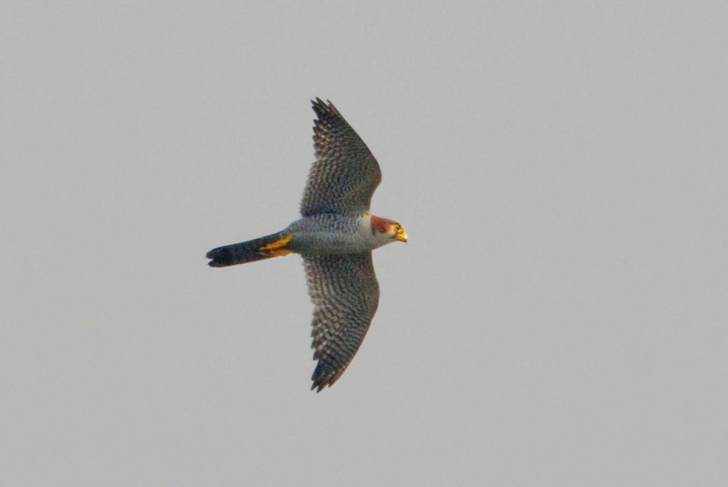 Peregrine Falcon