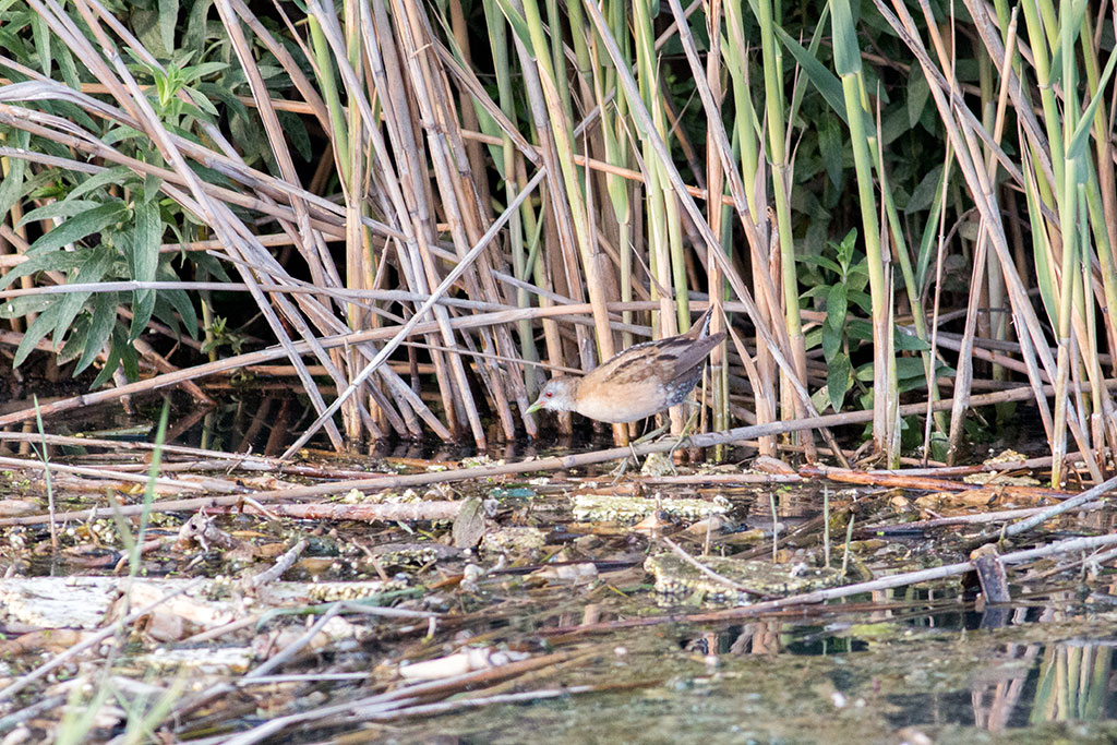 Bataklık suyelvesi