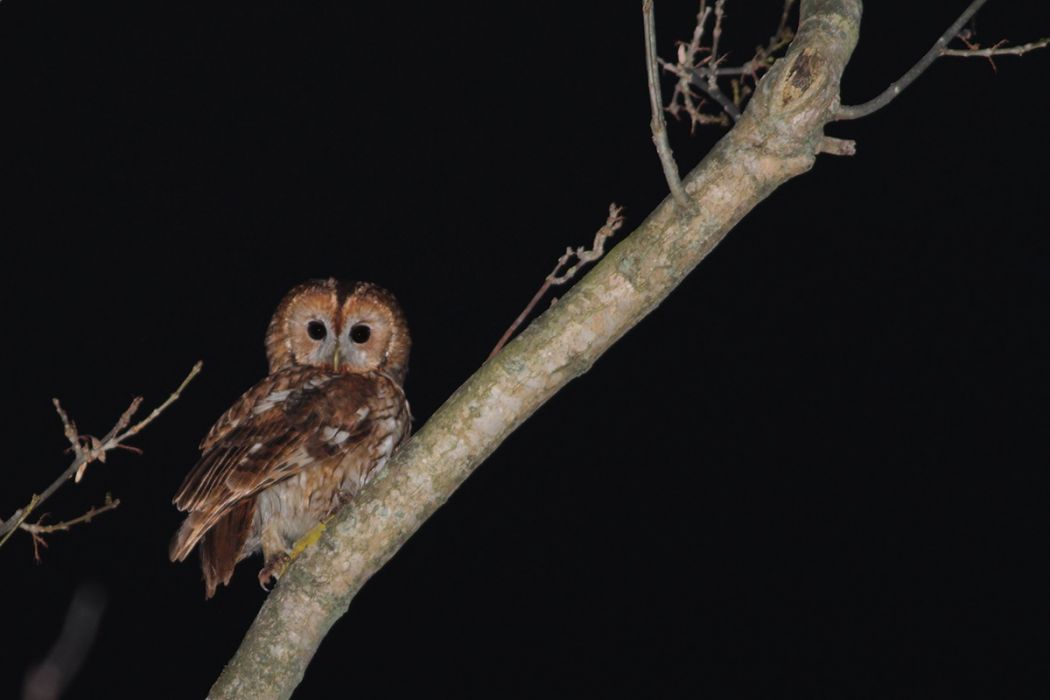 Tawny Owl
