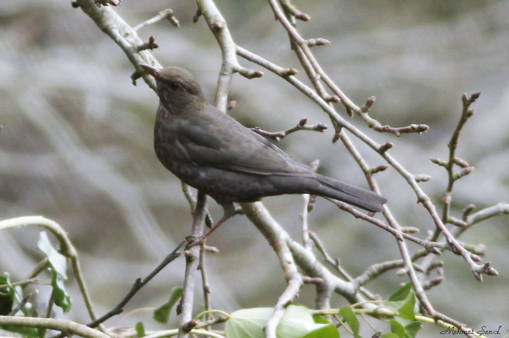 Common Blackbird
