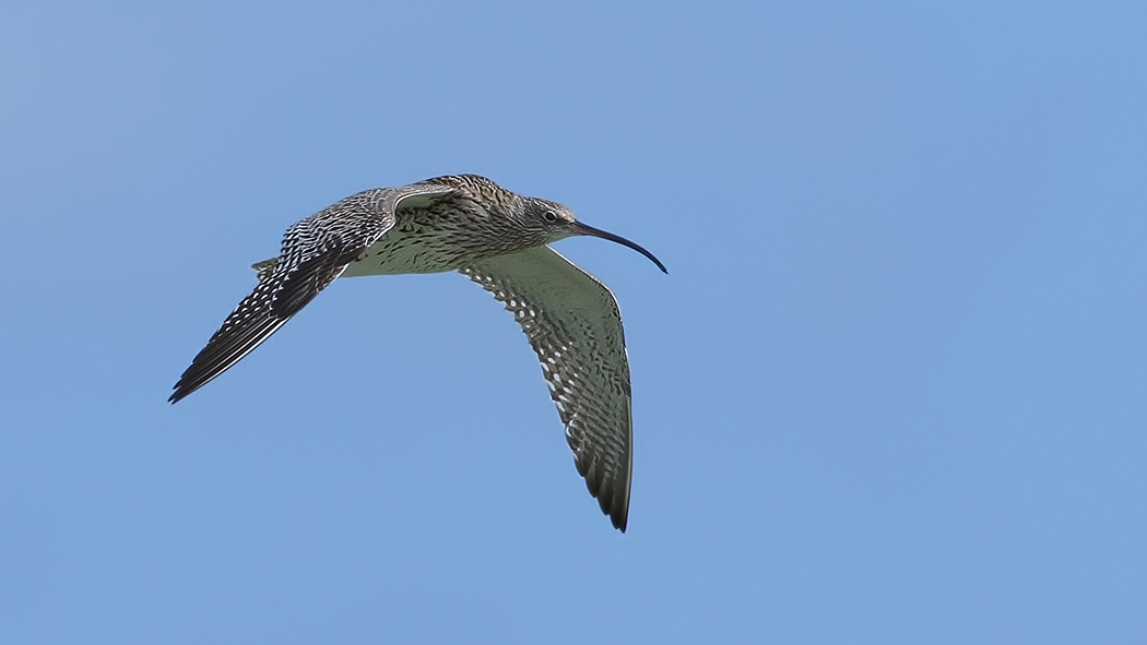 Eurasian Curlew