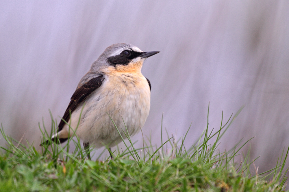 Northern Wheatear