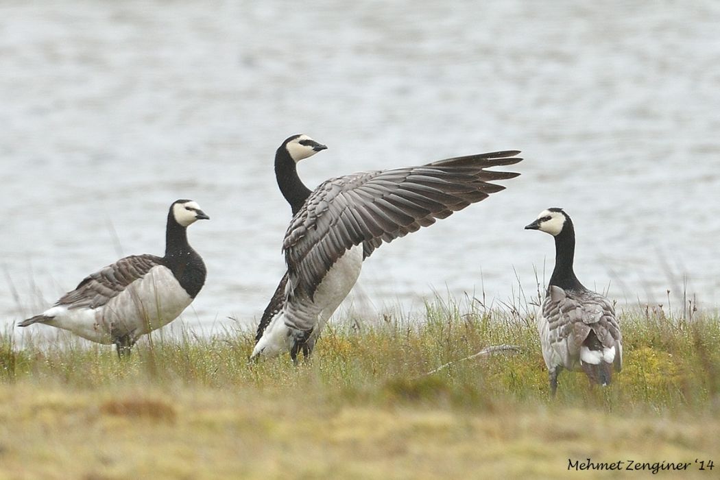 Barnacle Goose