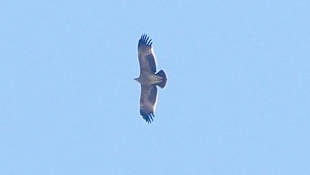 Şah kartal