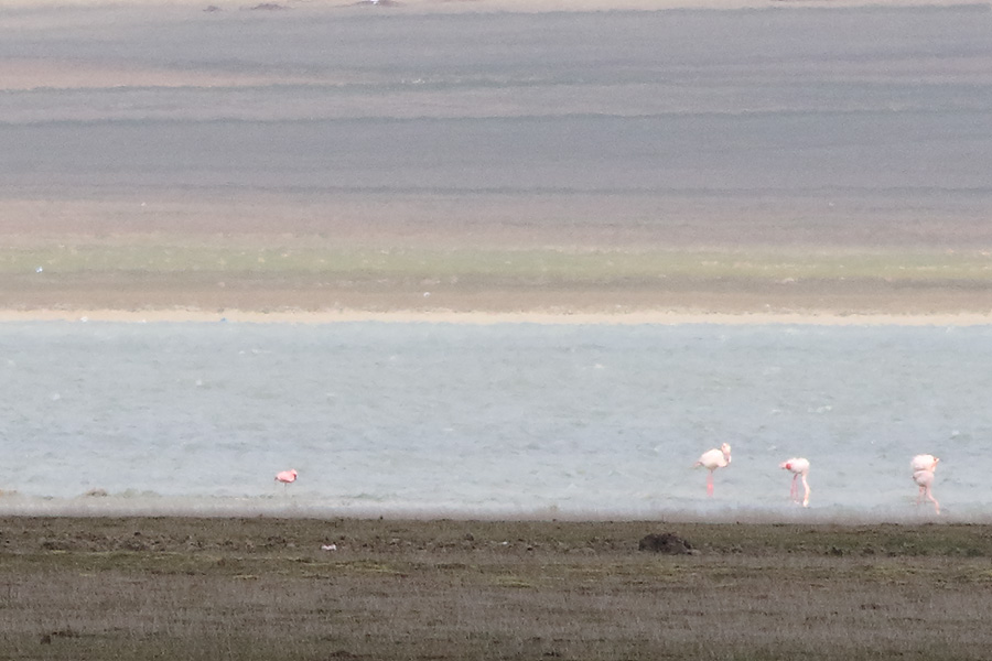 Küçük flamingo