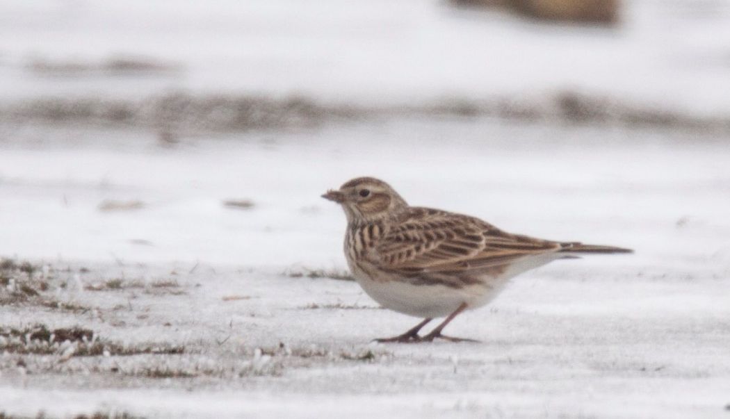 Eurasian Skylark
