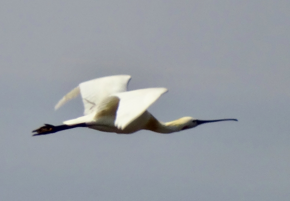 Eurasian Spoonbill