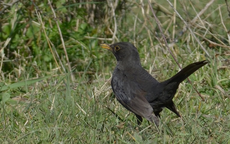 Common Blackbird