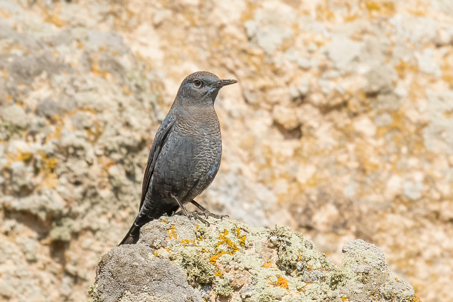Blue Rock Thrush
