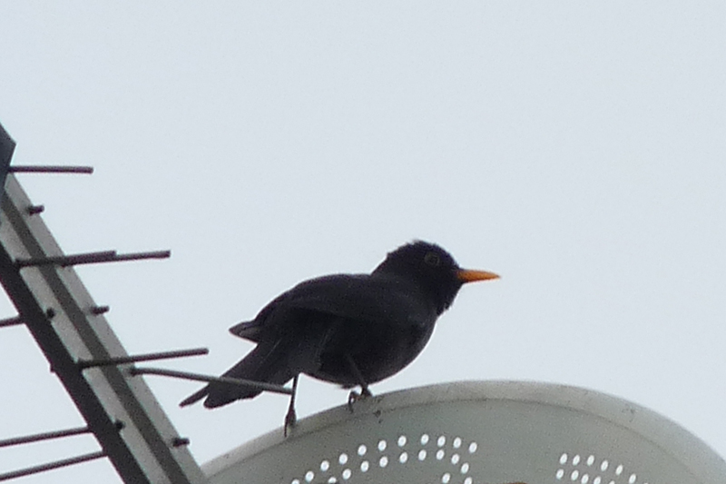 Common Blackbird