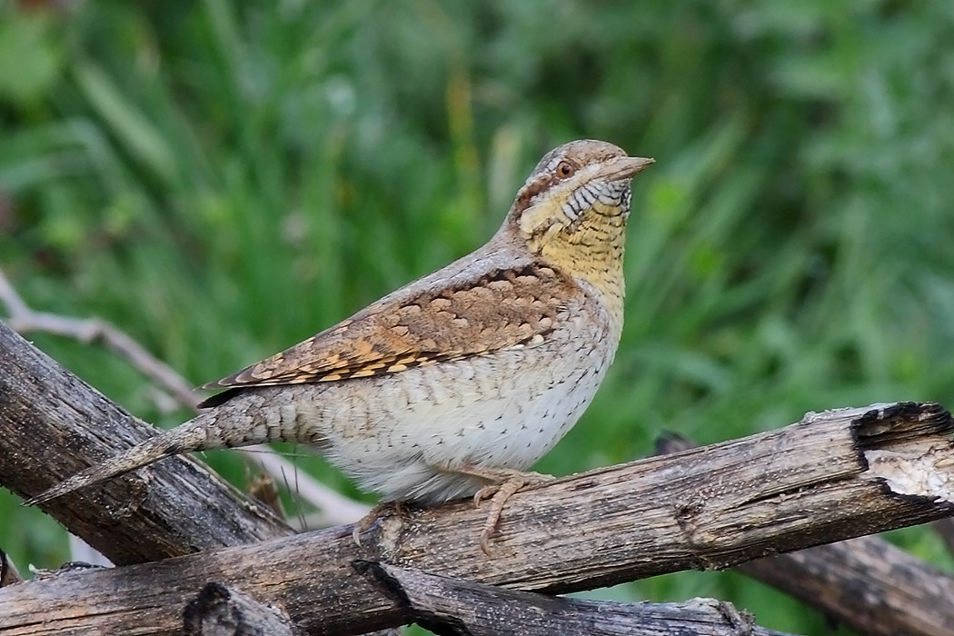Eurasian Wryneck