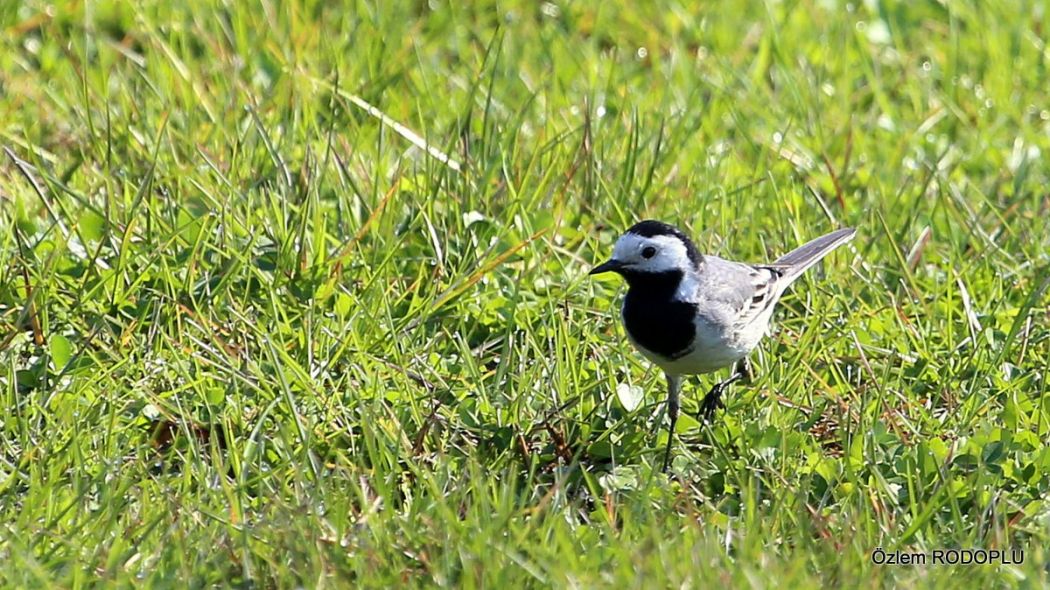 White Wagtail